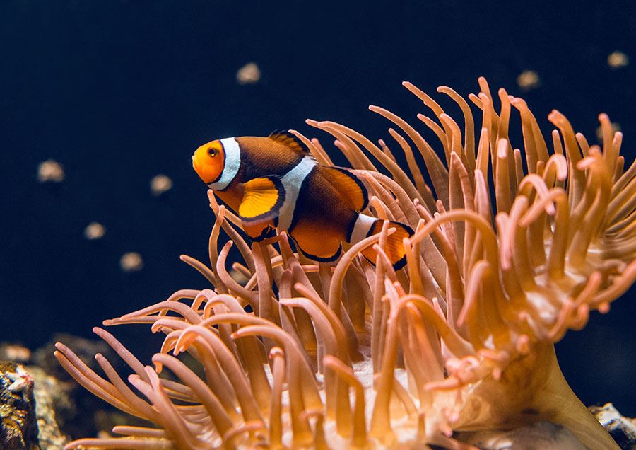 Discover Santa Monica's Heal the Bay Aquarium